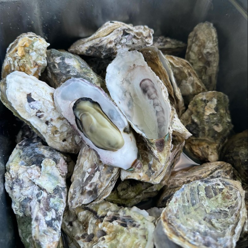 【三重・浦村かき】麻生の浦湾の自然の贈り物を最大限に生かした美味しい「浦村かき」提供のお手伝いをお願いします！（要：普通自動車免許）