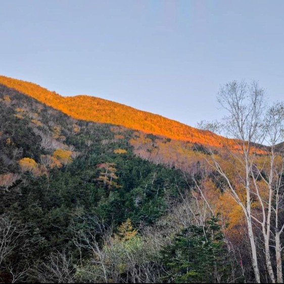 【南アルプス】標高2,130mの山小屋で特別な夏を！仙水小屋でおてつたび🌲 針葉樹林に囲まれた静寂の中で