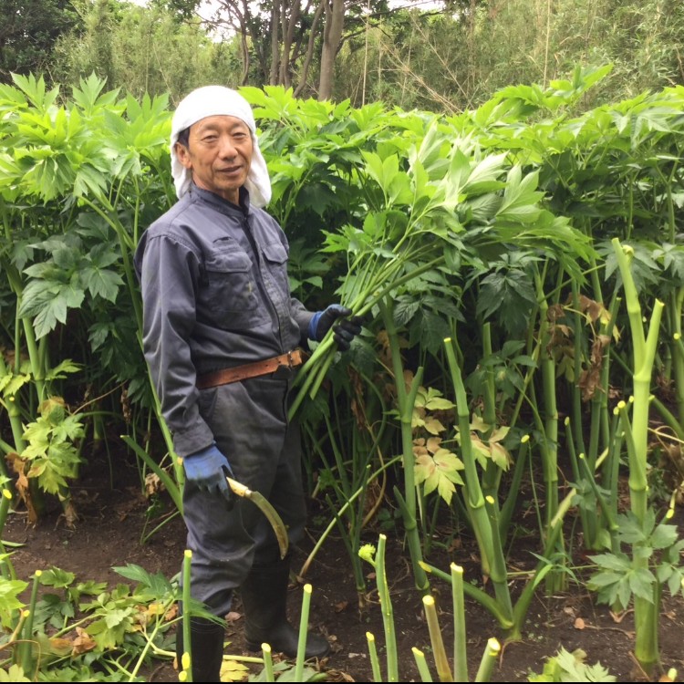 未利用雑木林開墾と塩作り作業の合間に三宅島の海と山と文化を楽しみましょう！