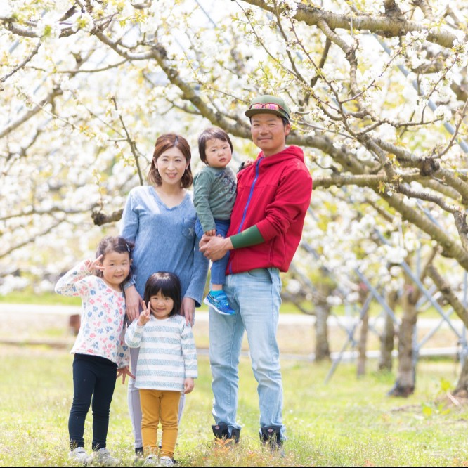 【長期2週間】旬のフルーツ！🍒さくらんぼの収穫・出荷作業