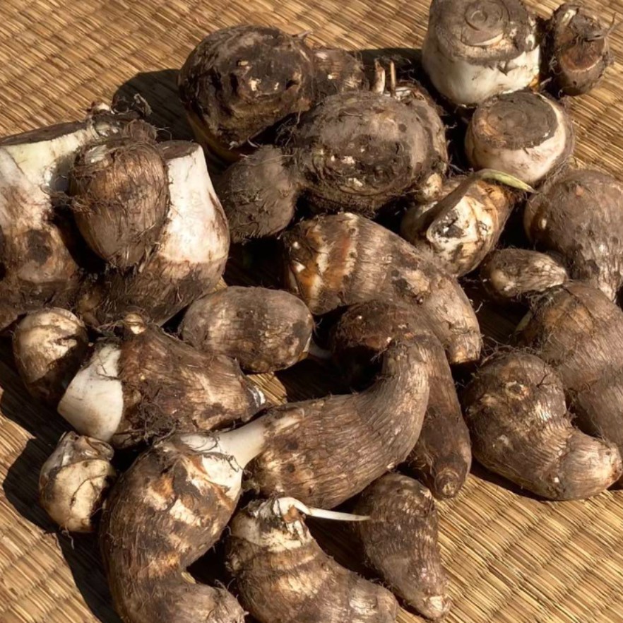 土に触れて働こう!秋の味覚!里芋収穫スタッフ大募集