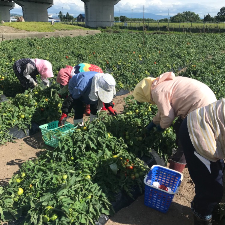 【５日間おてつたび】北海道のほぼ中央　豊かな自然に包まれた北の大地　北海道沼田町で「加工用トマト」を収穫