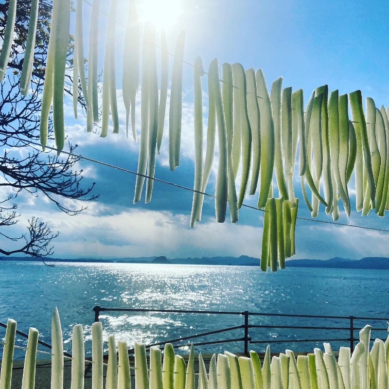 海に浮かぶ島で、大地の恵みをお客様へ届ける ― 熊本・上天草 湯島で、幻の湯島大根やカスミソウ（かすみ草）と出会う、島暮らしのおてつたび ― 🌱