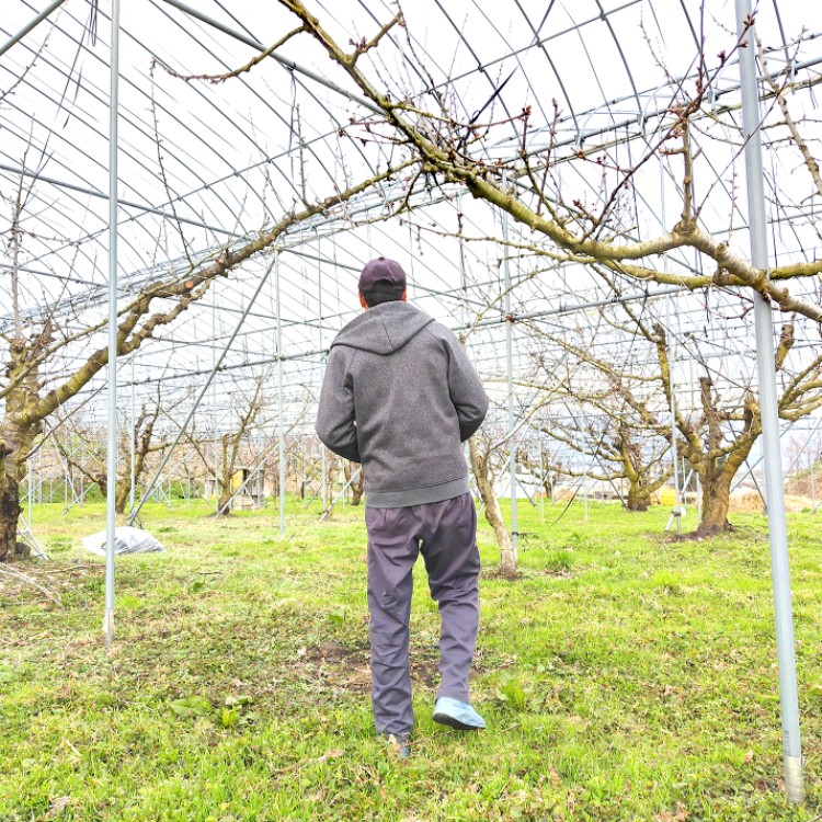 さくらんぼ収穫作業｜"感動するさくらんぼ"を一緒に届けよう！村山市で収穫のおてつたび🍒🍒