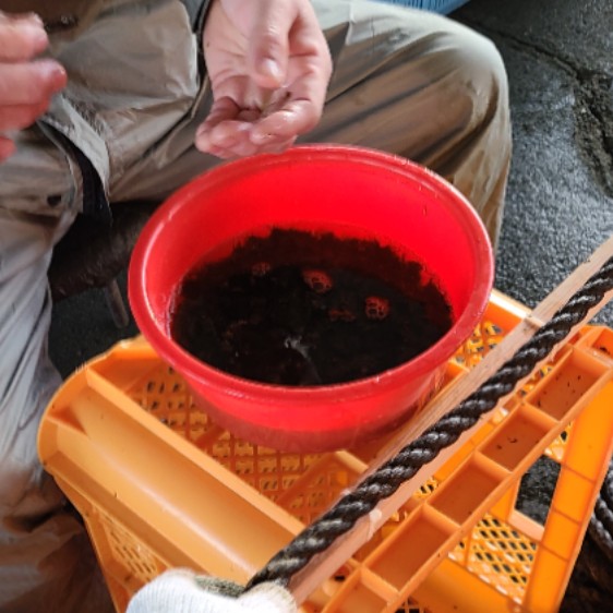 【追加募集】春の収穫に向けて、わかめの種付け作業のおてつだいをしませんか?