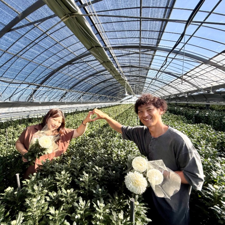 【12日間🌼鹿児島】本土最南端の地で菊農家のおてつだい！電照菊栽培３代目！品質と供給のバランスを大事に栽培しています✨菊の魅力を伝えるため、一緒に働く仲間を募集します🔥