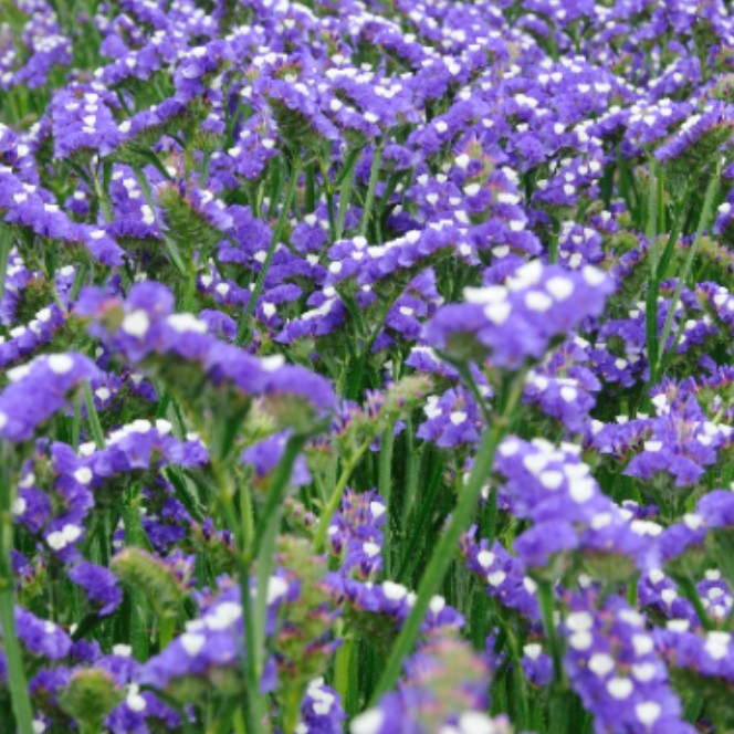 【６日間おてつたび】北海道のほぼ中央　豊かな自然に包まれた北の大地　北海道沼田町で「花き」を収穫