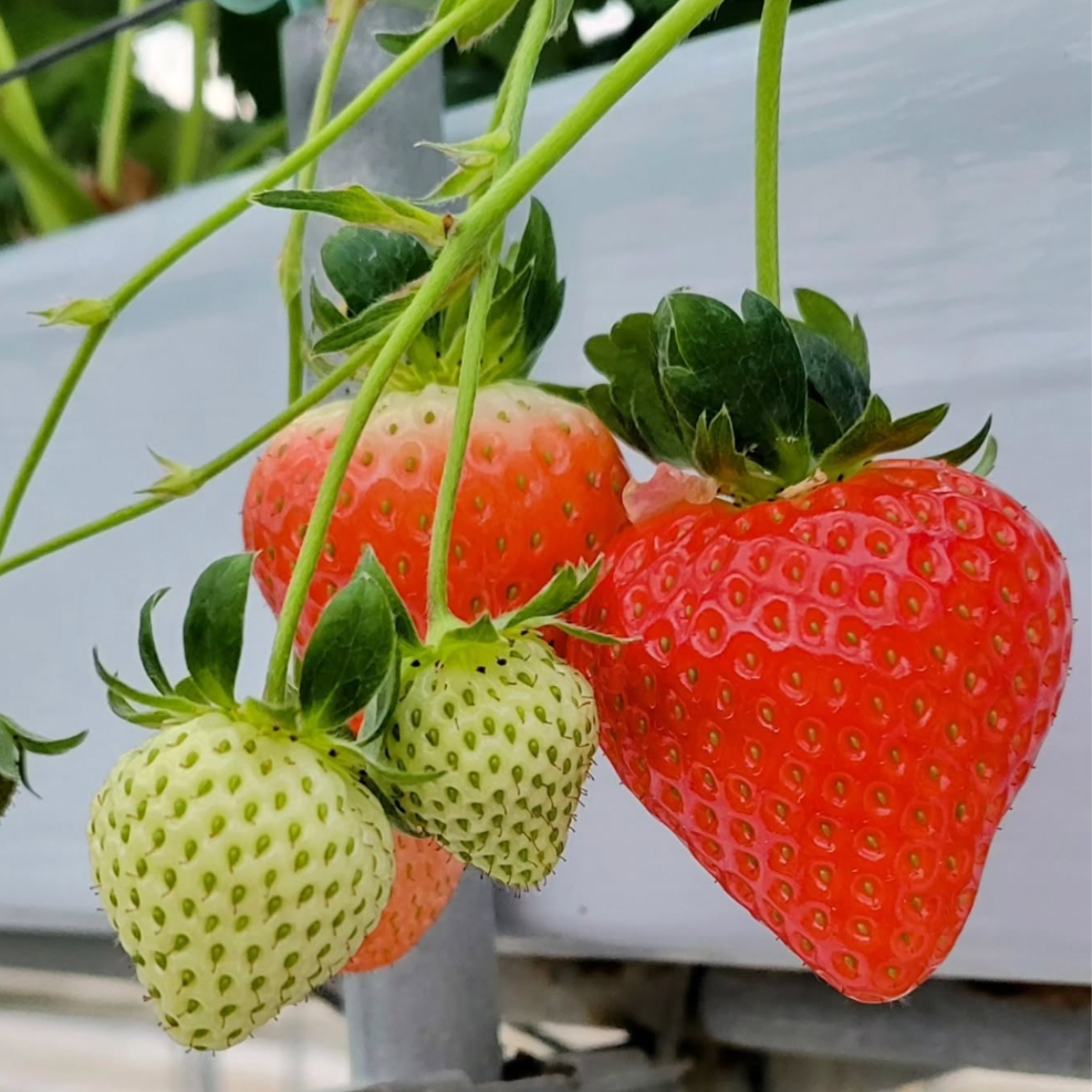 東みよし町の大自然🌳農家民宿「いちごはうす」で、イチゴの収穫と中玉トマトの収穫・出荷作業のお手伝い