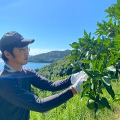 みかんの収穫のお手伝いをしてくれる方を募集しています！